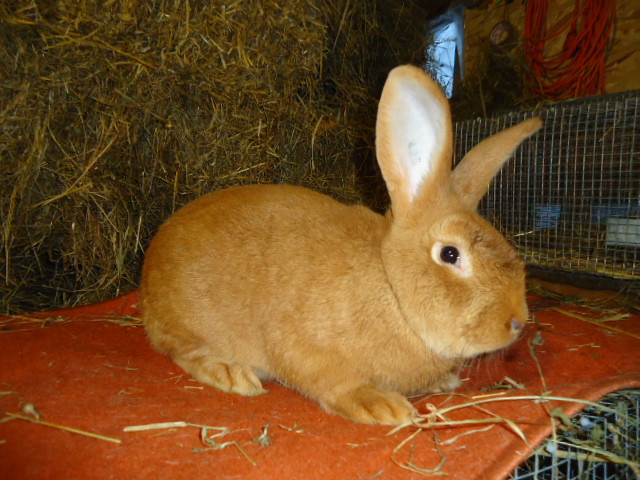 Burgunder Rosu 1.0 - 95,5 p