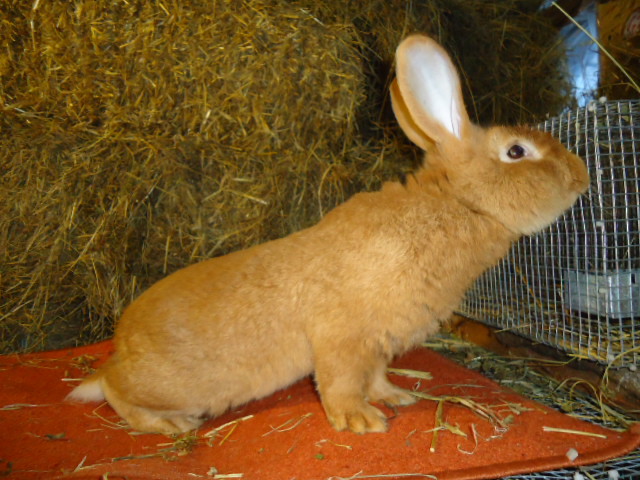 Burgunder Rosu 1.0 - 95,5 p