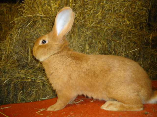 Burgunder Rosu 1.0 - 95,5 p