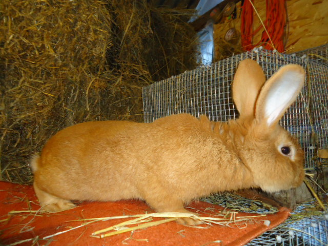 Burgunder Rosu 1.0 - 95,5 p