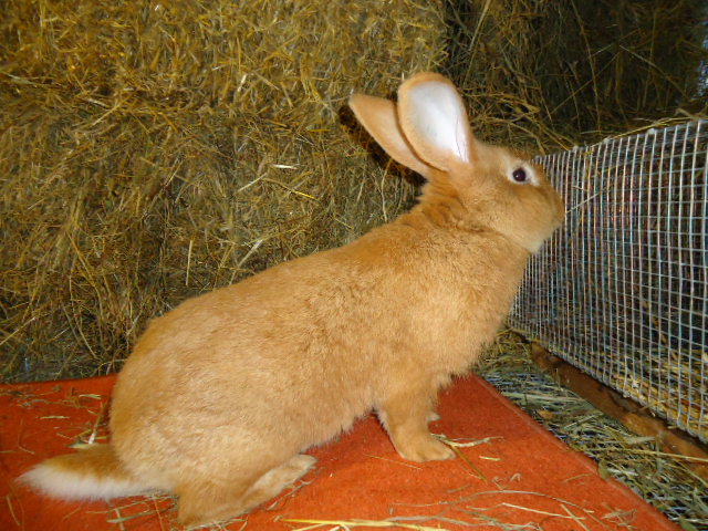 Burgunder Rosu 1.0 - 95,5 p