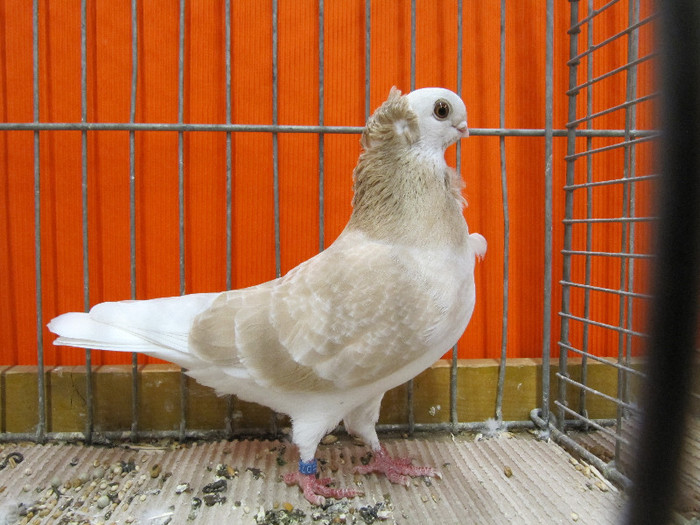 N - Expozitia nationala a Germaniei decembrie 2012