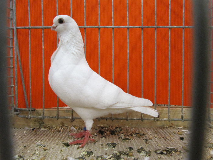 N - Expozitia nationala a Germaniei decembrie 2012