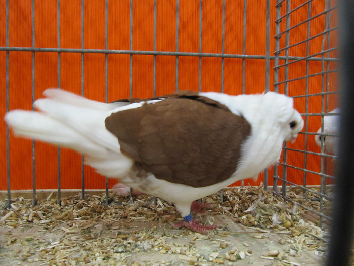 N - Expozitia nationala a Germaniei decembrie 2012