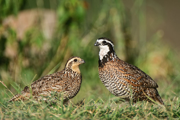 PREPELITA VIRGINIANA PERECHE