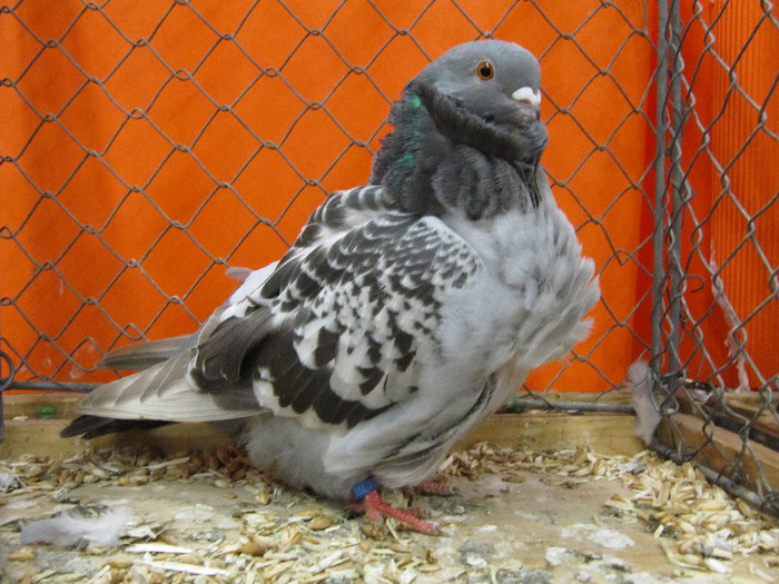 N - Expozitia nationala a Germaniei decembrie 2012