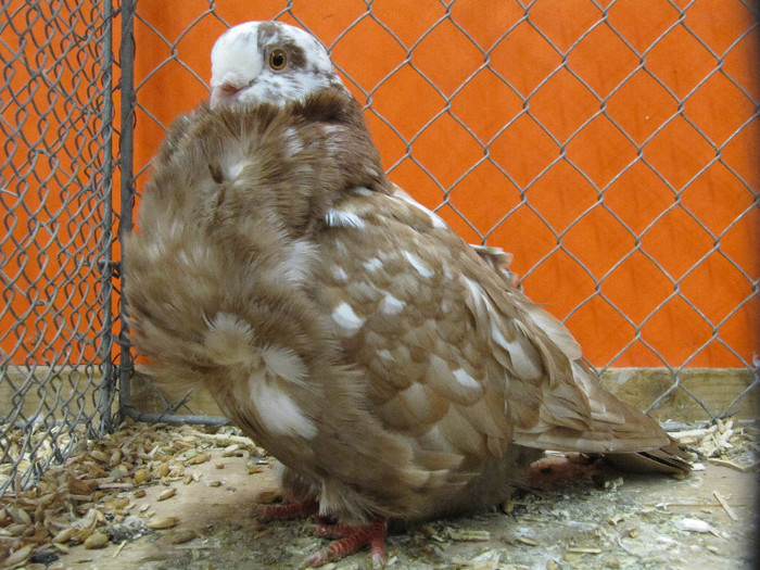 N - Expozitia nationala a Germaniei decembrie 2012