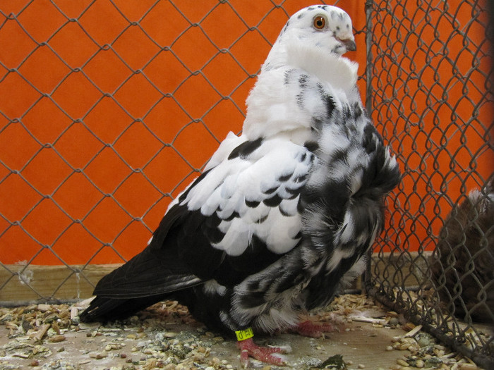 N - Expozitia nationala a Germaniei decembrie 2012