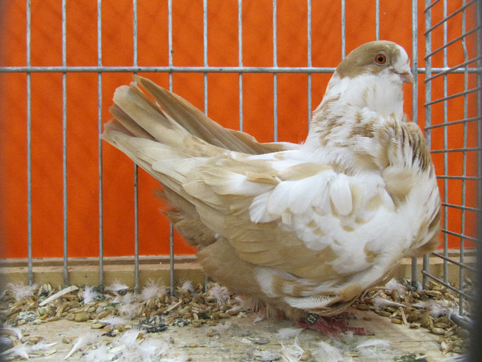 N - Expozitia nationala a Germaniei decembrie 2012