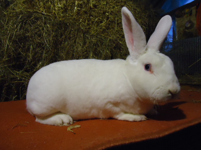 rex alb cu ochi albastri