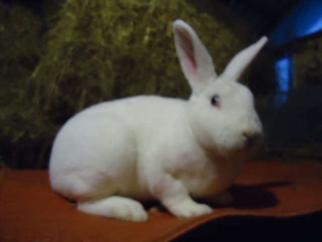 rex alb cu ochi albastri