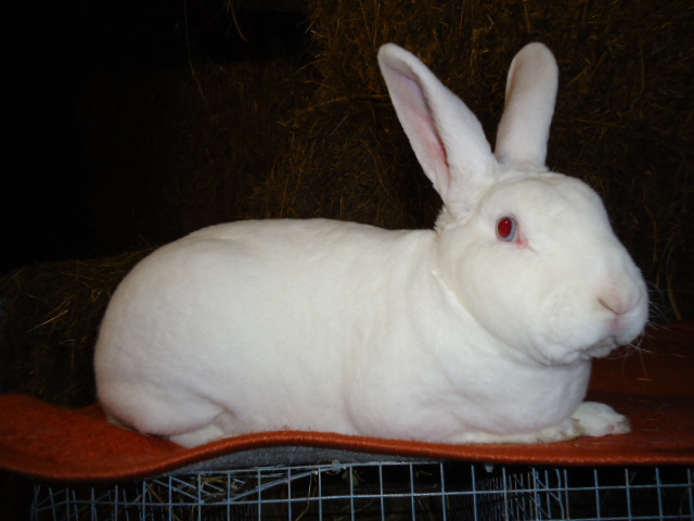 rex alb cu ochi albastri