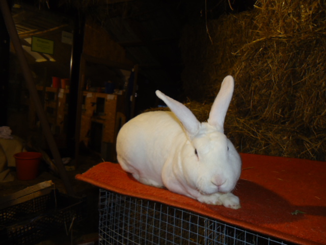 rex alb cu ochi albastri