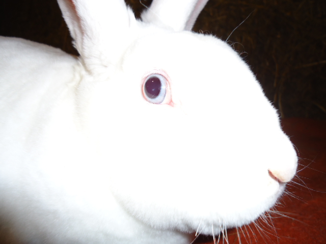 rex alb cu ochi albastri