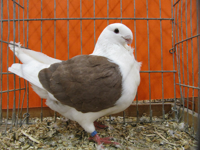 N - Expozitia nationala a Germaniei decembrie 2012