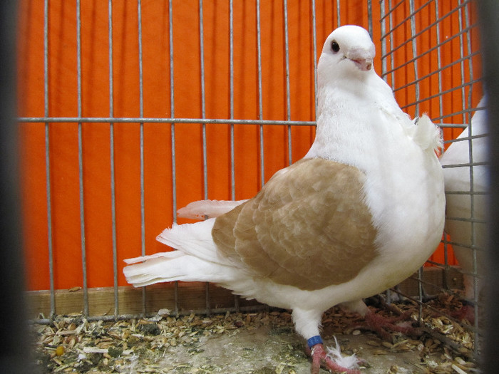 N - Expozitia nationala a Germaniei decembrie 2012