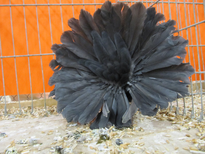 N - Expozitia nationala a Germaniei decembrie 2012