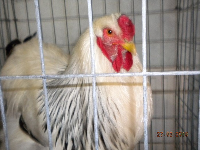 camp Brasov 2010 - BRAHMA