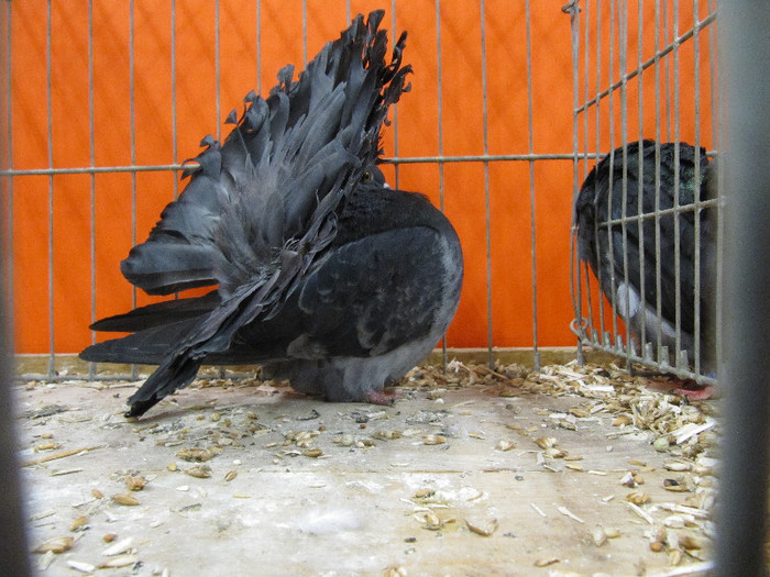 N - Expozitia nationala a Germaniei decembrie 2012