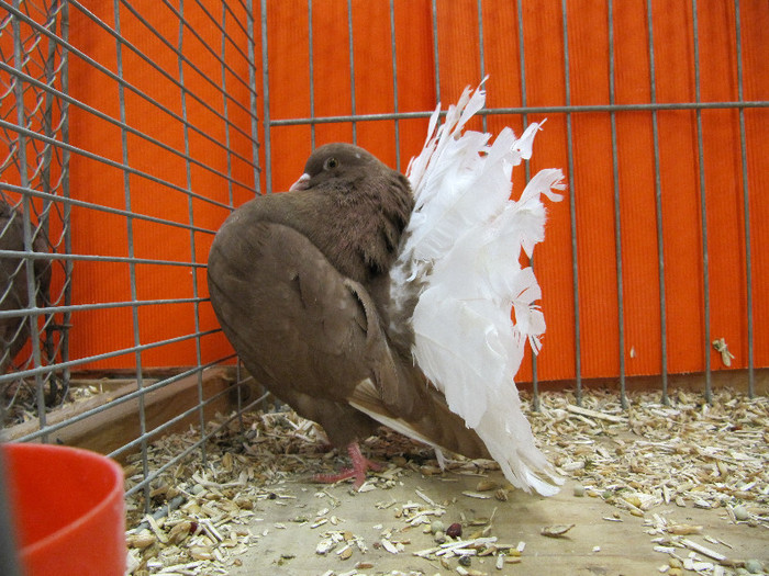 N - Expozitia nationala a Germaniei decembrie 2012