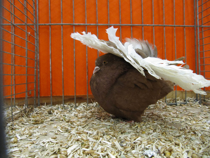 N - Expozitia nationala a Germaniei decembrie 2012