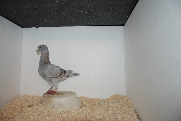 M 2011 Hungary  vindut