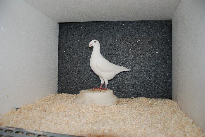 F 2012 Germany (acelasi)