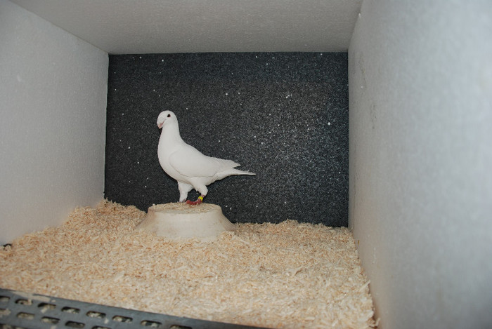 F 2011 Germany (acelasi)