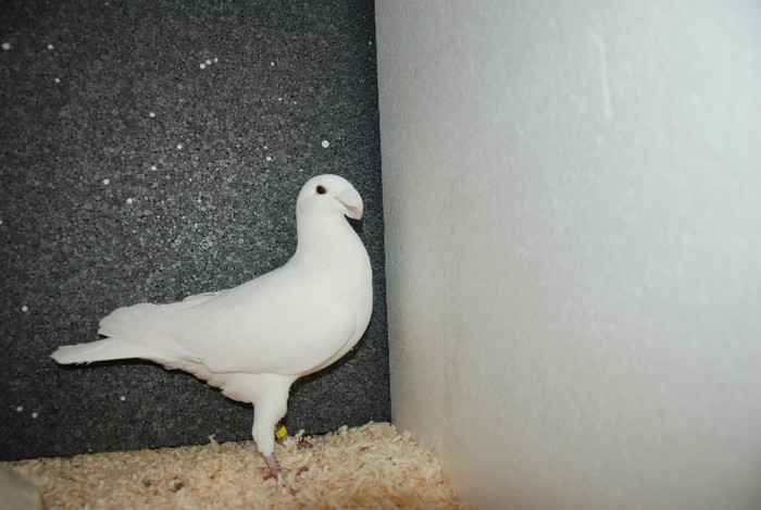 F 2011 Germany (acelasi)