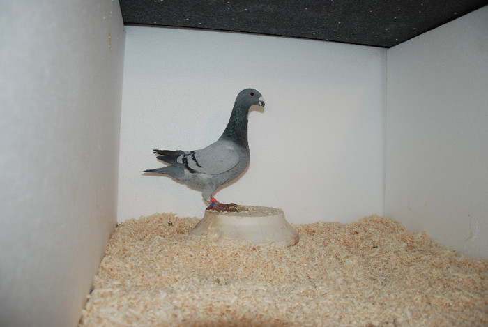 F 2012 Romania vinduta