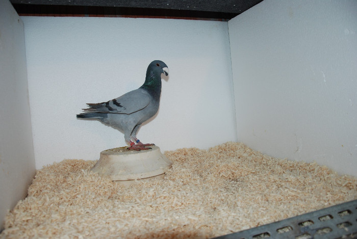 F 2012 Serbia vinduta; vinduta
