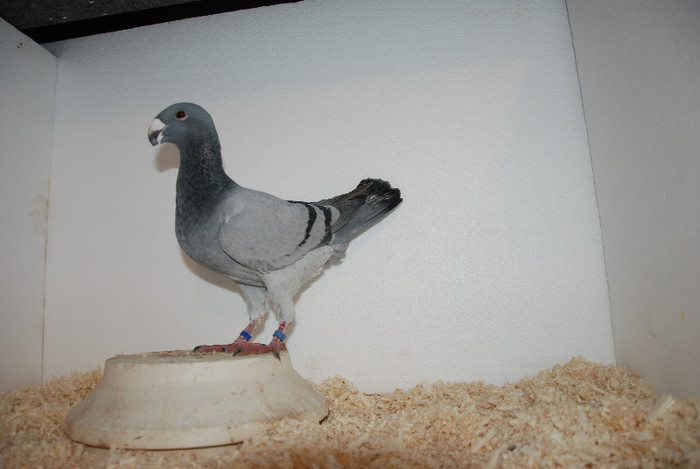 F 2012 Serbia vinduta