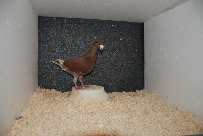 M 2012 Romania vindut; vindut
