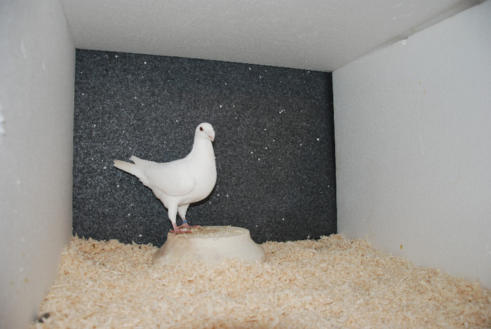 F 2012 Serbia vindut; vindut
