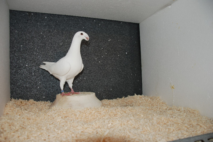 M 2012 Serbia vindut