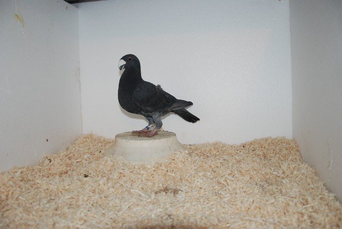 F 2012 Hungaryvindut; vindut
