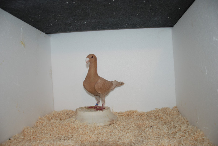 F 2012 Romania Vindut