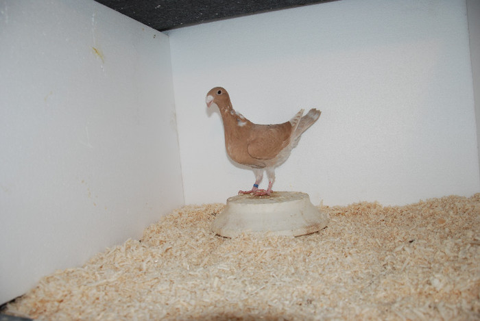 F 2012 Romania vindut