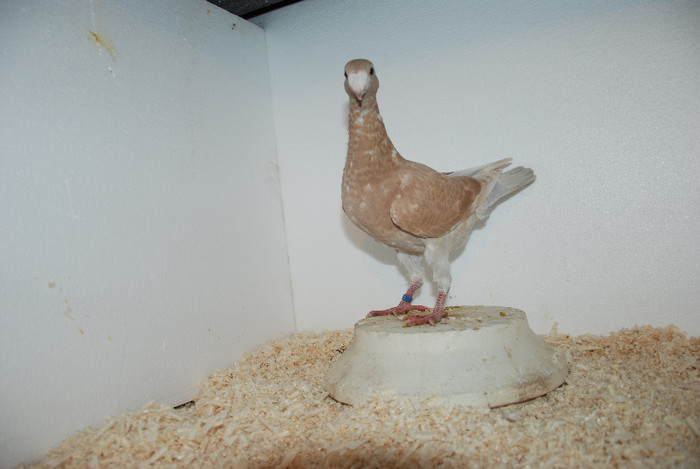 F 2012 Romania vindut