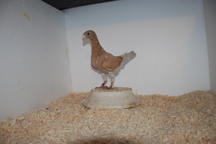 F 2012 Romania Vindut