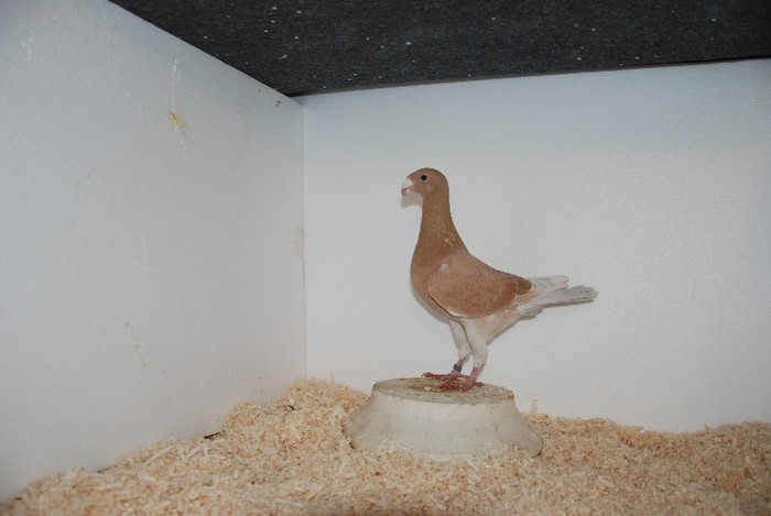 F 2012 Romania vindut