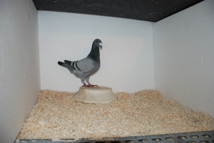 F 2012 Romania vindut