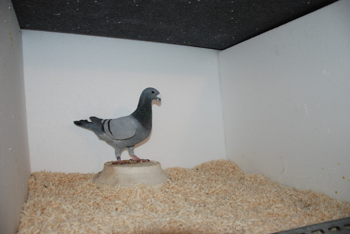 F 2012 Romania vindut