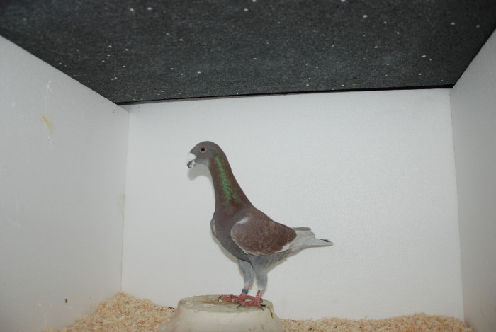 M 2012 Romania vindut