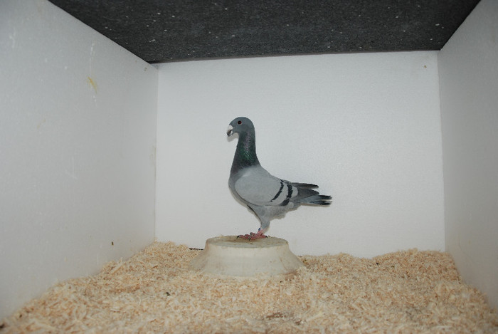 F 2012 Romania vindut