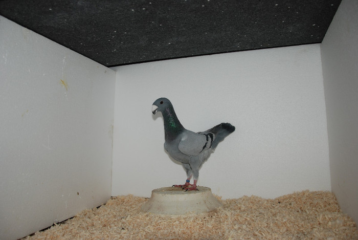 M 2012 Romania vindut