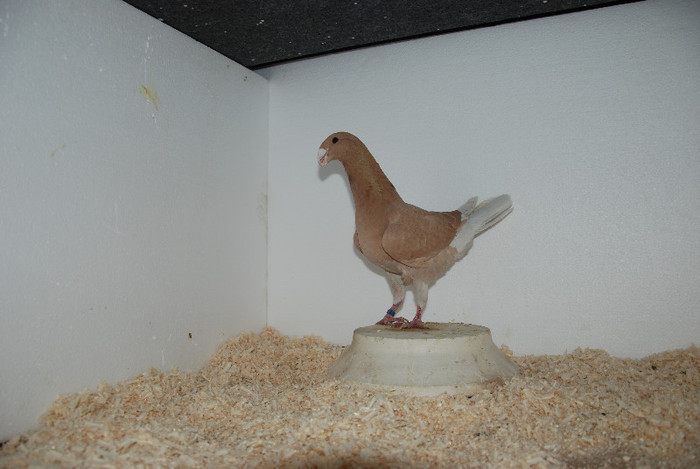 F 2012 Romania vindut