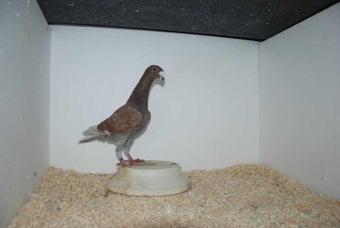 F 2012 Romania vindut