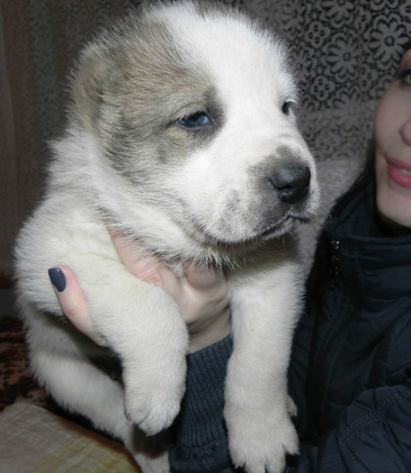 karagush 29 zile