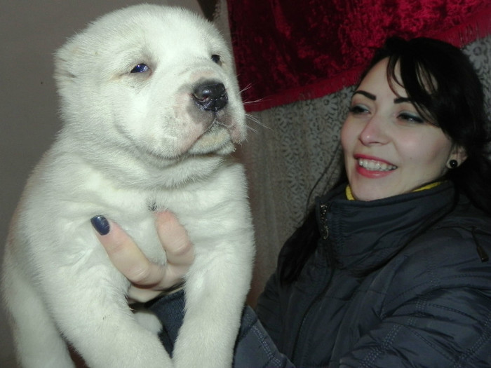 Shunkar 29 zile